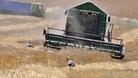 325 000 тона пшеница прибраха във Великотърновска област