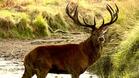 Убит благороден елен в ДЛС „Росица“