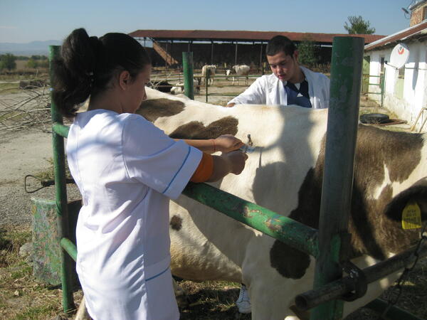 Ученици практикуват ветеринарна медицина
