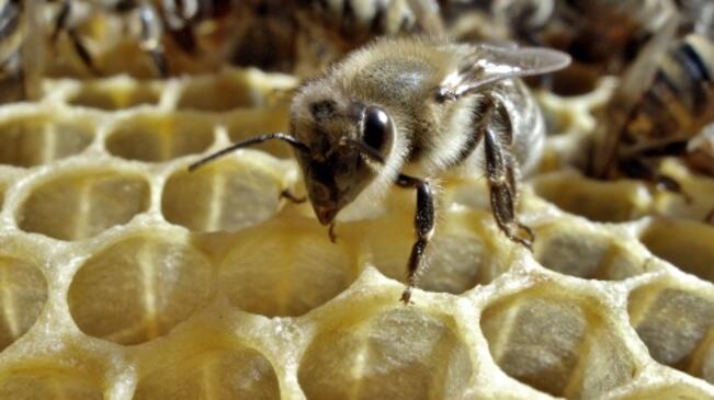 През януари започва приемът на документи за пчеларите