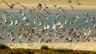 Екоексперти от Търново ще броят водолюбивите птици