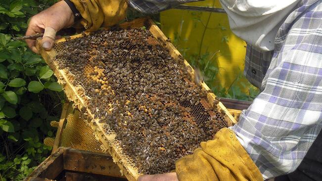 Пчеларите са се стопили 5 пъти за 25 г.