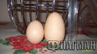 Рекордно голямо яйце снесе българска кокошка