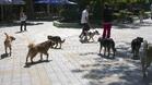 Затварят приюта за кучета в Ловеч
