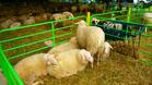 Чевермета и куп кулинарни изненади за събора на овцевъдите