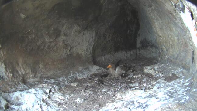 Видео „на живо” от гнездото на редкия египетски лешояд