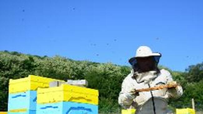 Пчеларите получават... популизъм