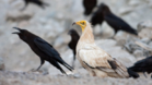 Птица разкри нелегален трафик на лешояди за вуду магии