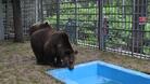 В нов дом с басейн ще се ширят мечки