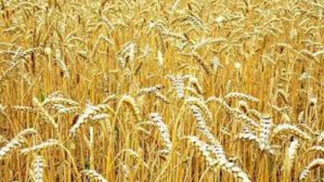 Добри добиви на пшеница очакват в Плевенско