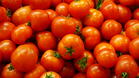 Пороите убиха доматите в Търново