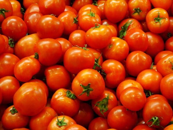 Пороите убиха доматите в Търново