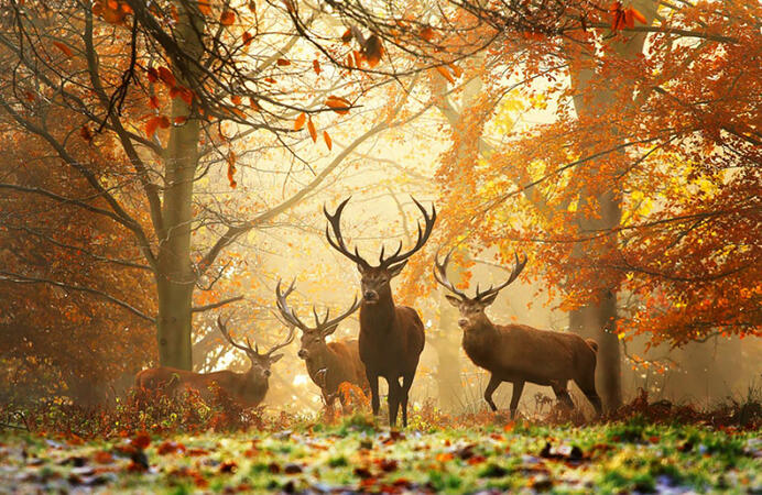 Животни се дивят на магичната есен, а ние на тях