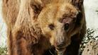 Обезопасиха двойката мечки в "Кайлъка"
