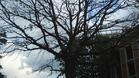 Експертна комисия проверява състоянието на две вековни дървета в Плевен