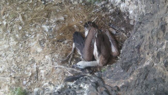 Белоглави лешояди вият гнезда край Враца