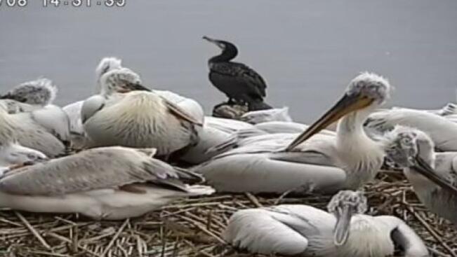 70 къдроглави пеликана гнездят в Сребърна