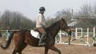 Пети национални конни надбягвания ще се проведат в Сандрово