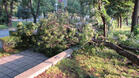 Буря наводни къщи, повали дървета и унищожи реколтата в Русенско 