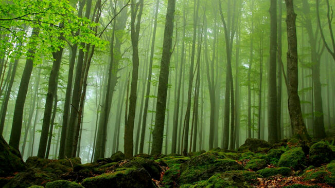 Вековните букови гори в НП „Централен Балкан“ вече са в списъка на ЮНЕСКО