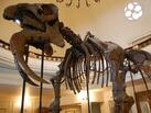 Музей по палеонтология