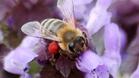 Защо изчезват пчелите?
