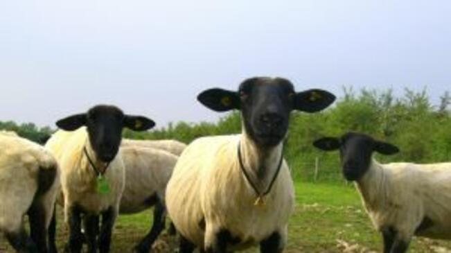 По проект за възстановяване на подвижното овчарство стадо пристигна на паша в Балкана