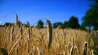 В Сливо поле добива на пшеница е достигнал рекордни стойности