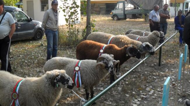 ПП "Българка" спечели медал на изложение по животновъдство
