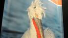 Разшириха местообитанието на къдроглавия пеликан