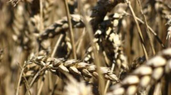 АЗПБ се включва към протестите на зърнопроизводителите