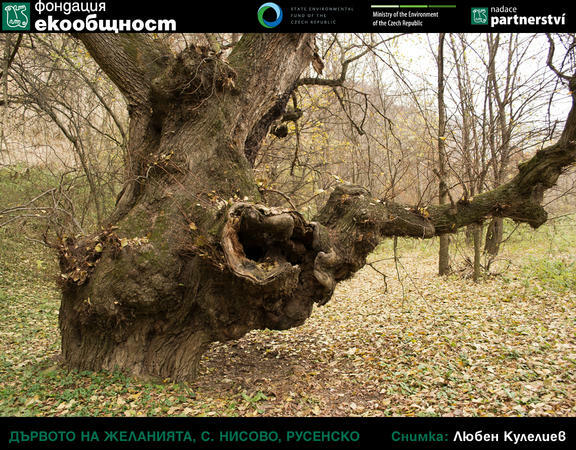 Брястът от Нисово зае трето място на "Европейско дърво на годината"