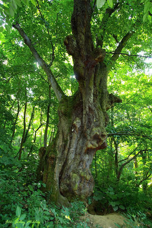 Брястът от Нисово зае трето място на "Европейско дърво на годината"