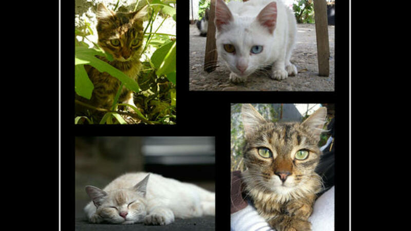 Котешки снимки редят в АИР "Боженци"
