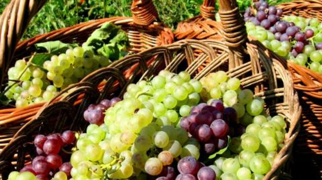 28 сорта грозде показа Институтът по лозарство в Плевен