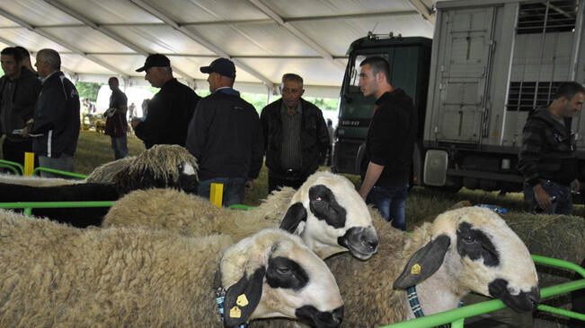 III Национален събор на овцевъдите, 3-6 май - програма