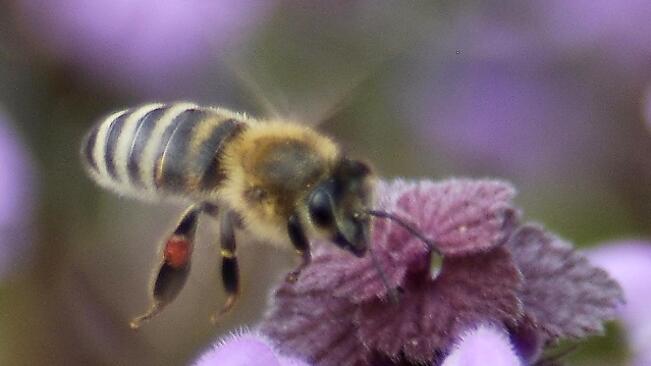 Мистериозното изчезване на пчелите може и да се дължи на пестицидите