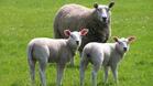 Дават помощи за участие в изложение на овцевъдите във Велико Търново