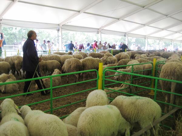 Националният събор на овцевъдите събра хиляди край Петропавловския манастир