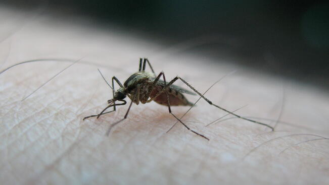 Парите за комарите свършиха, те се увеличават стократно