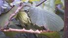 Над 1000 дка с лешници ще засаждат в Тревненско