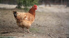 Наши зооинженери селектират нови породи кокошки