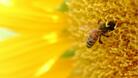 Започва новият прием по пчеларската програма на ДФЗ