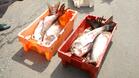 20 кг "бракониерска" риба ще нахрани старци
