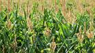 Зърнените култури в Русе - чисти от ГМО
