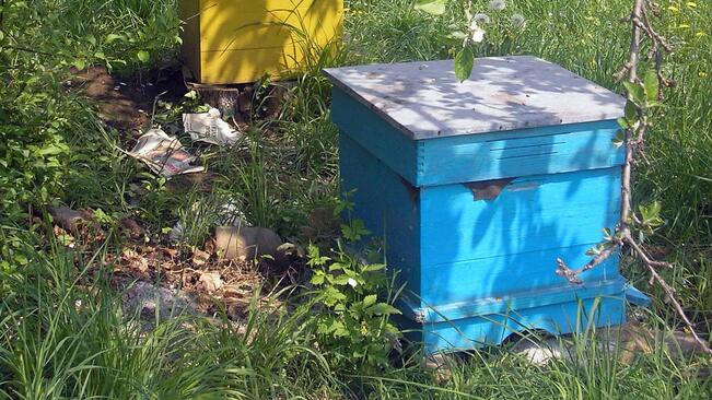 Пчели стават парламентарни работнички