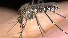 Започва обработката срещу комари в Плевен