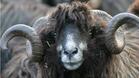 Общинари гонят овце и кози от село, фермерът ще обжалва в съда