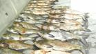 Почти половин тон риба иззе полицията от бракониери