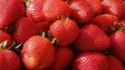 Насажденията с малини и ягоди в Летница намаляват